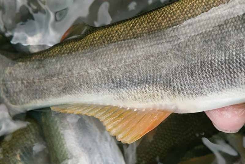 大物ねらい】25cm超の鮎を釣るために必要な5つのコト／前編【Q＆A